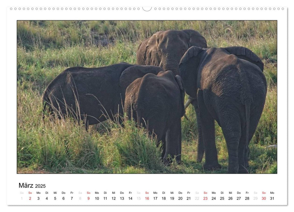 Afrikanische Elefanten (CALVENDO Premium Wandkalender 2025)