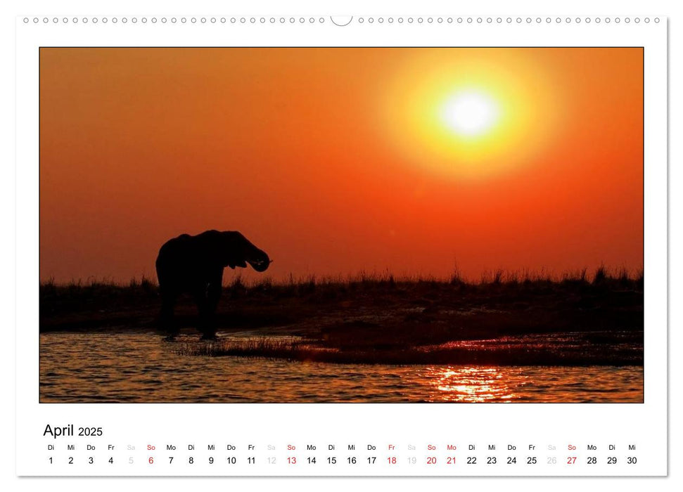 Afrikanische Elefanten (CALVENDO Premium Wandkalender 2025)