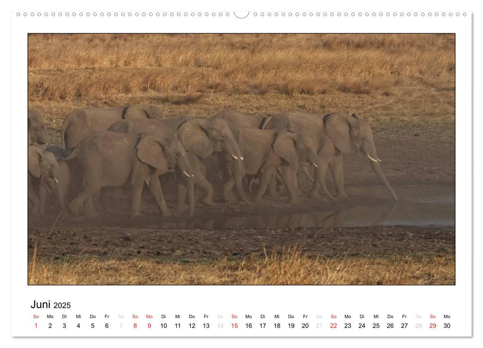 Afrikanische Elefanten (CALVENDO Premium Wandkalender 2025)