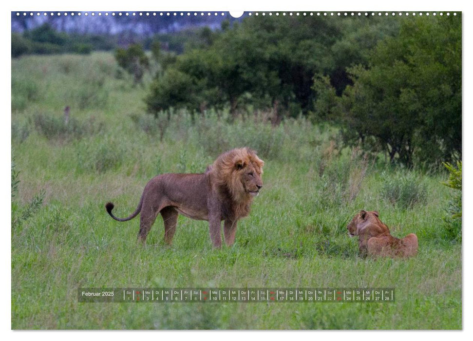 Abenteuer Botswana Afrika - Adventure Botswana (CALVENDO Premium Wandkalender 2025)