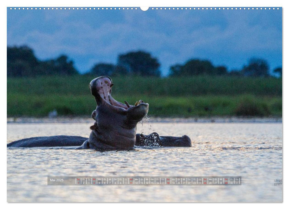 Abenteuer Botswana Afrika - Adventure Botswana (CALVENDO Premium Wandkalender 2025)