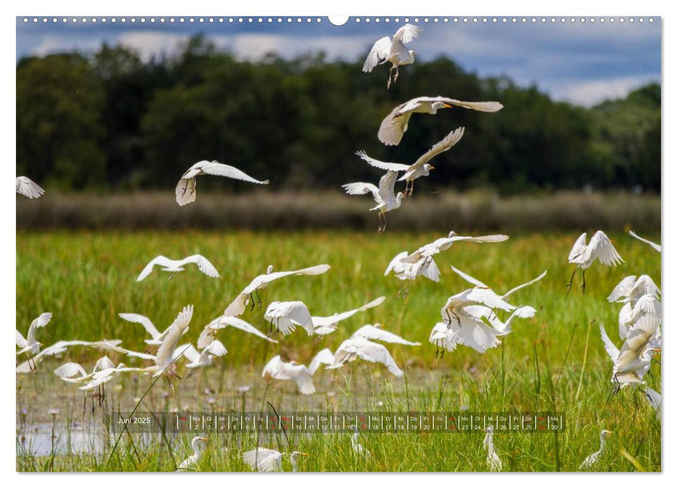 Abenteuer Botswana Afrika - Adventure Botswana (CALVENDO Premium Wandkalender 2025)