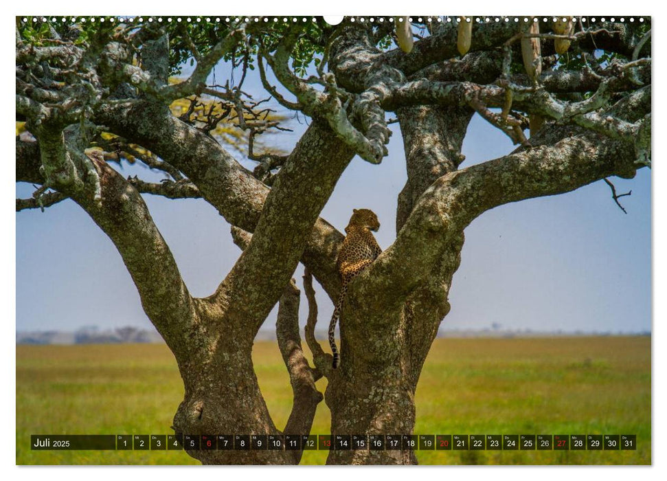 Abenteuer Tansania, Afrika (CALVENDO Premium Wandkalender 2025)