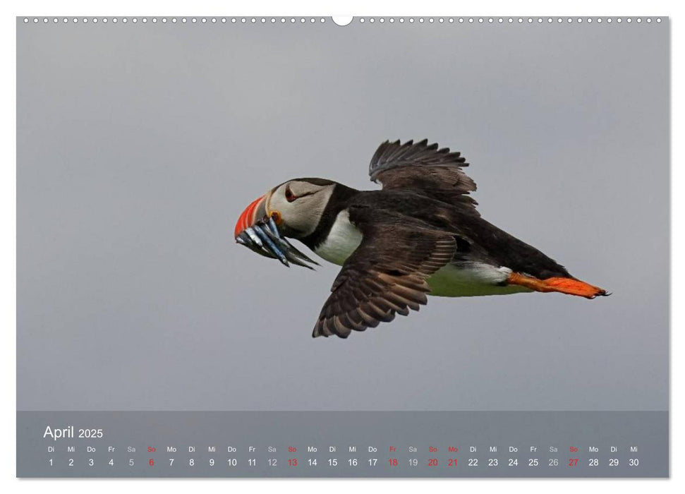 Nordatlantische Seevögel (CALVENDO Wandkalender 2025)