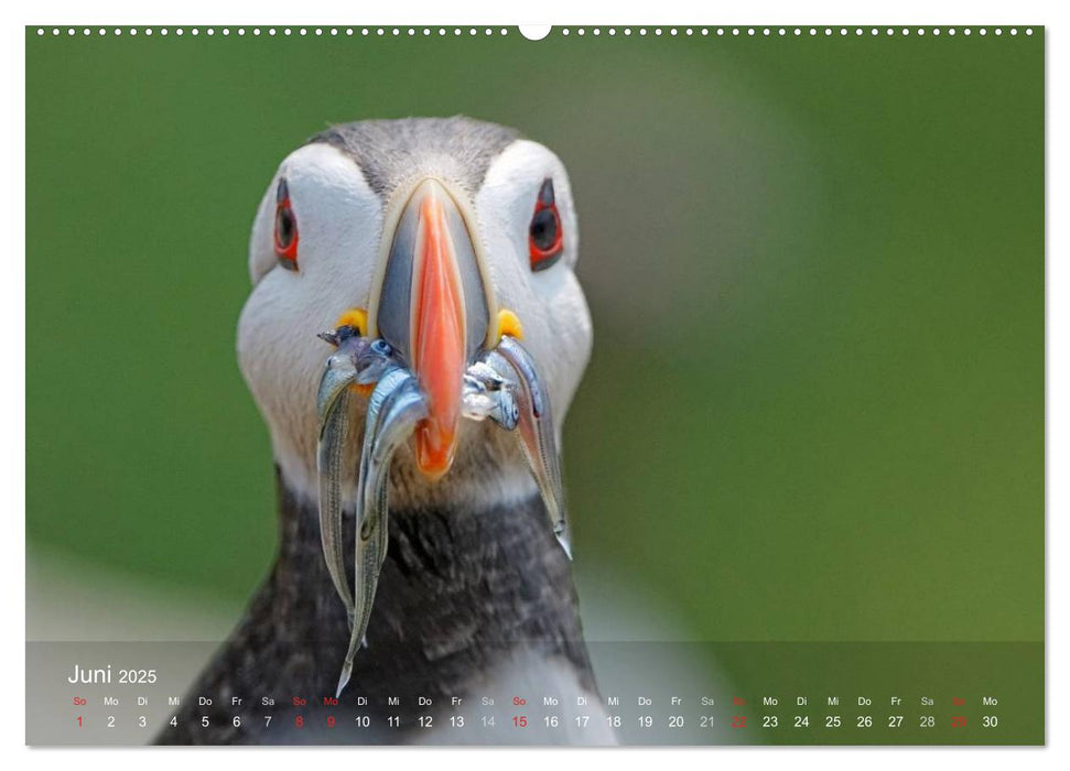 Nordatlantische Seevögel (CALVENDO Wandkalender 2025)