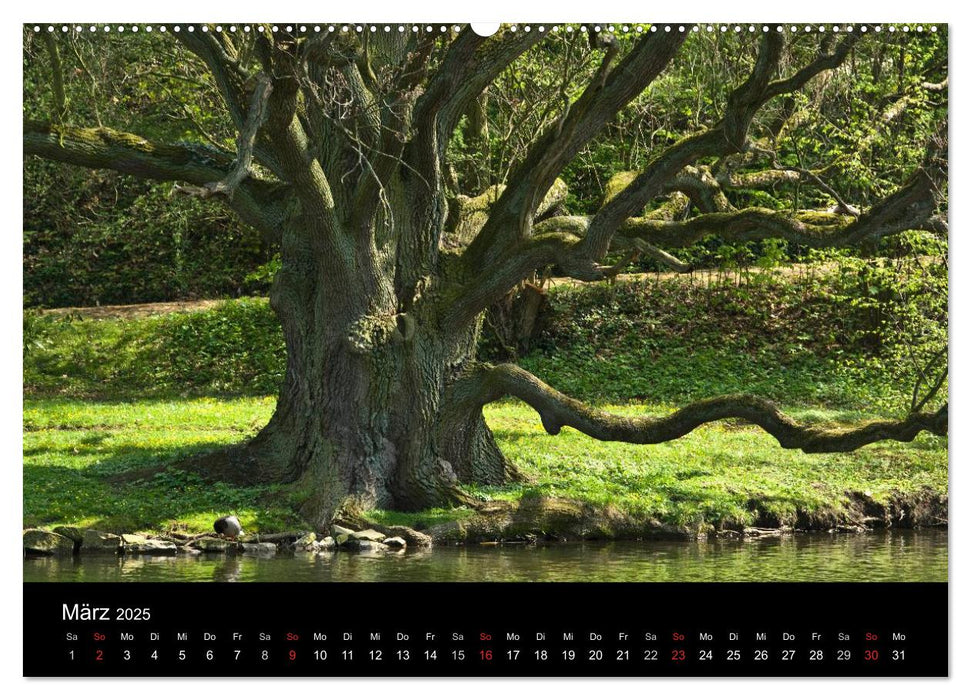 Baum-Variationen (CALVENDO Premium Wandkalender 2025)