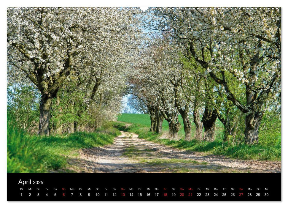 Baum-Variationen (CALVENDO Premium Wandkalender 2025)