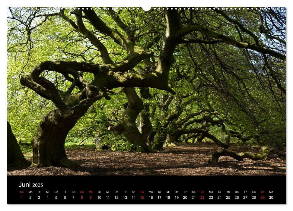 Baum-Variationen (CALVENDO Premium Wandkalender 2025)