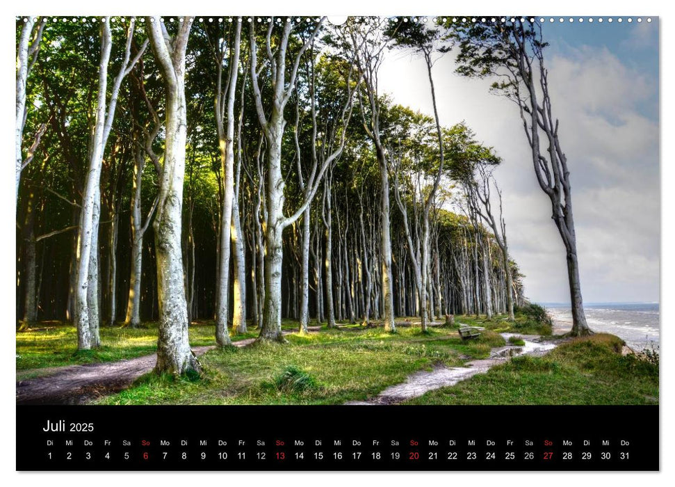 Baum-Variationen (CALVENDO Premium Wandkalender 2025)