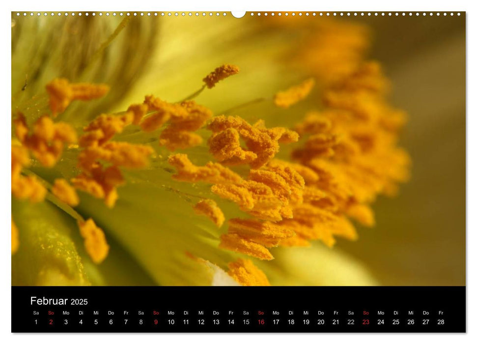 ORANGE – Farbe der Freude (CALVENDO Wandkalender 2025)