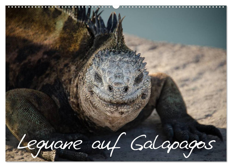 Leguane auf Galapagos (CALVENDO Wandkalender 2025)