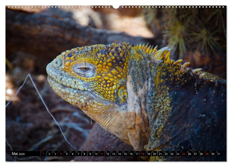 Leguane auf Galapagos (CALVENDO Wandkalender 2025)