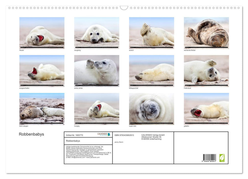 Robbenbabys (CALVENDO Wandkalender 2025)
