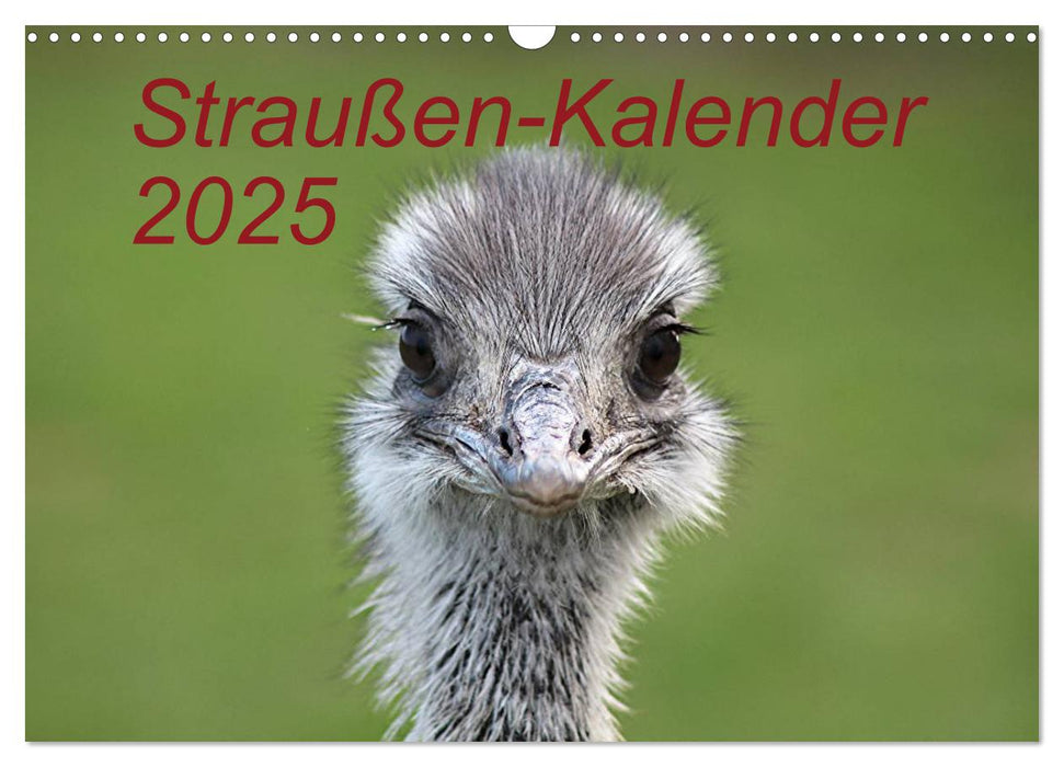 Straußen-Kalender 2025 (CALVENDO Wandkalender 2025)