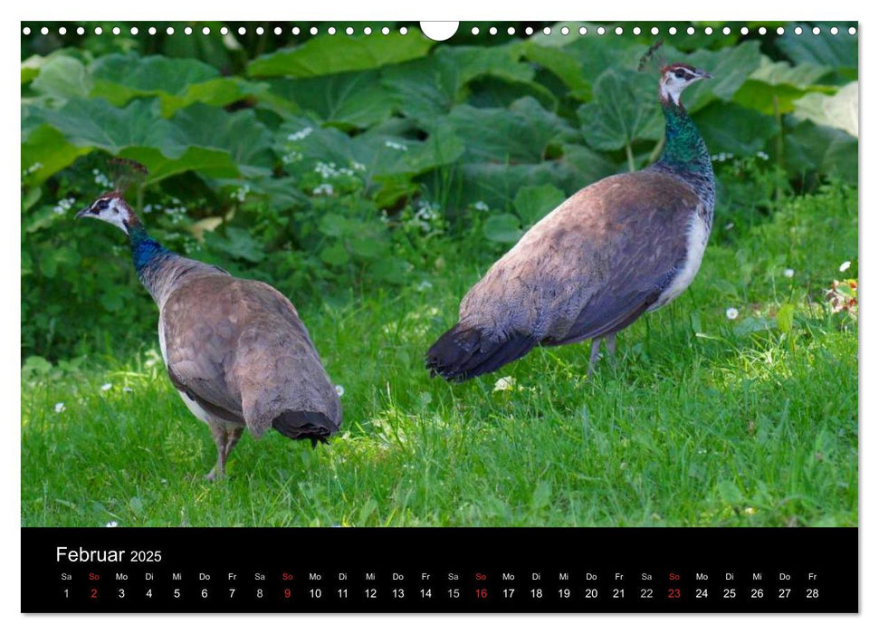 Königliche Pfauen (CALVENDO Wandkalender 2025)