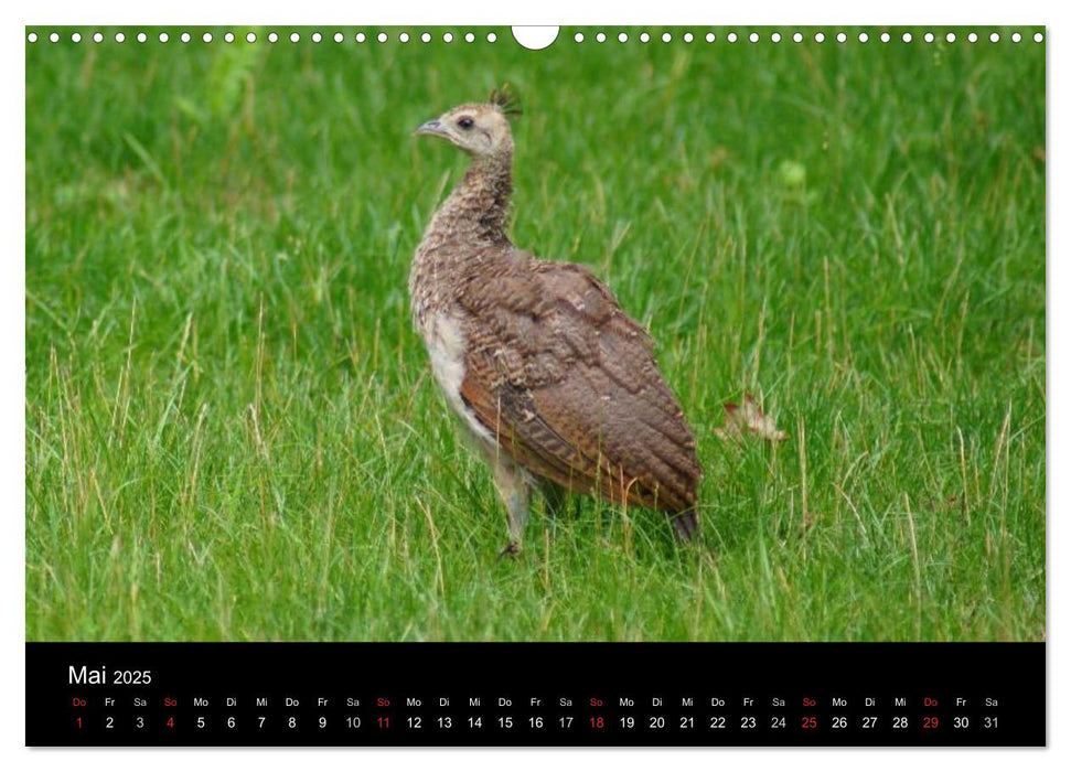 Königliche Pfauen (CALVENDO Wandkalender 2025)