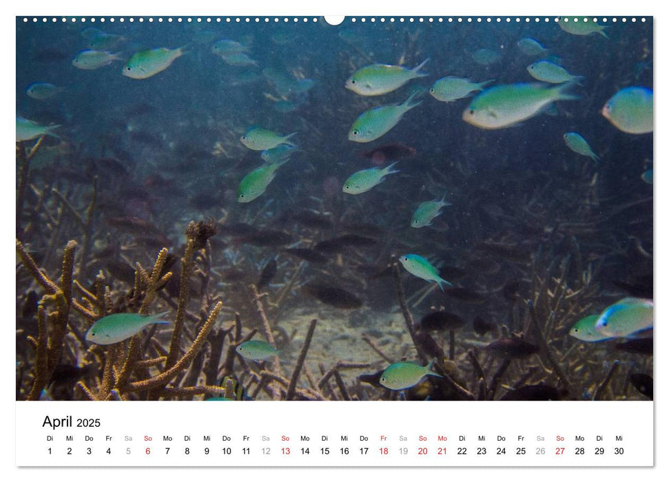 Unterwasserwelt der Malediven III (CALVENDO Premium Wandkalender 2025)