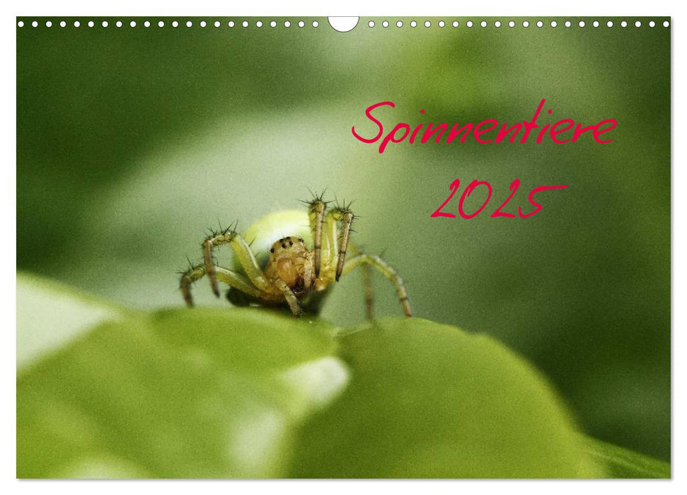 Spinnentiere 2025 (CALVENDO Wandkalender 2025)