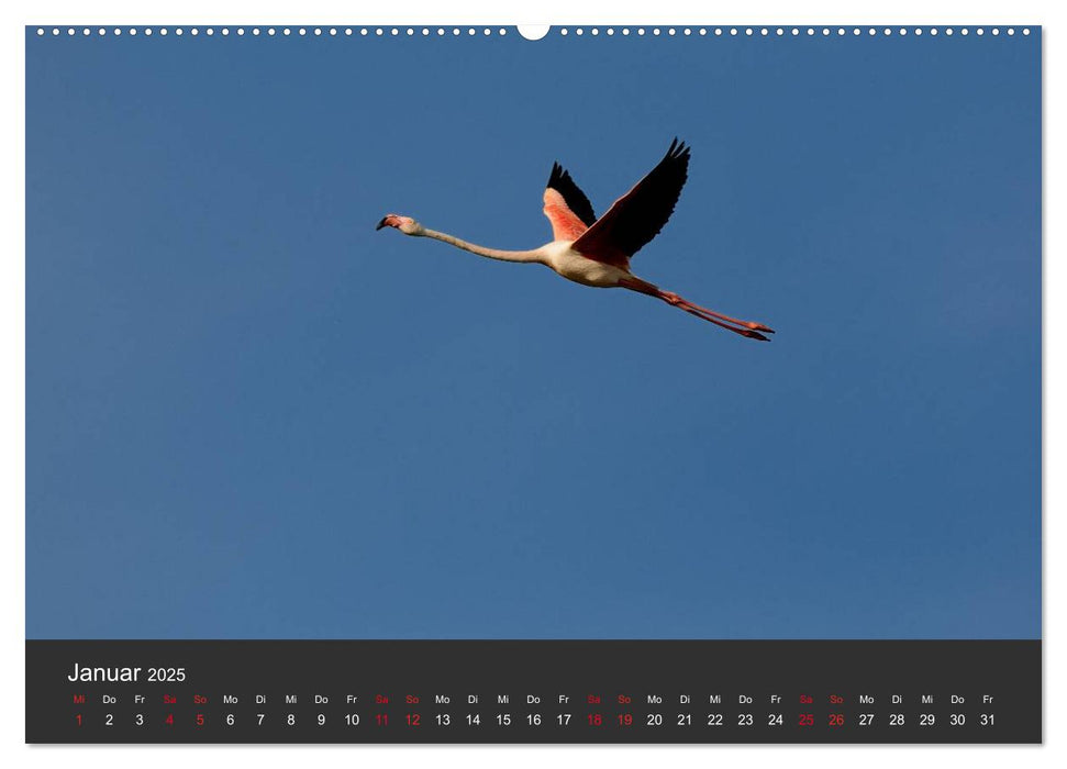 Pretty Flamingo (CALVENDO Premium Wandkalender 2025)