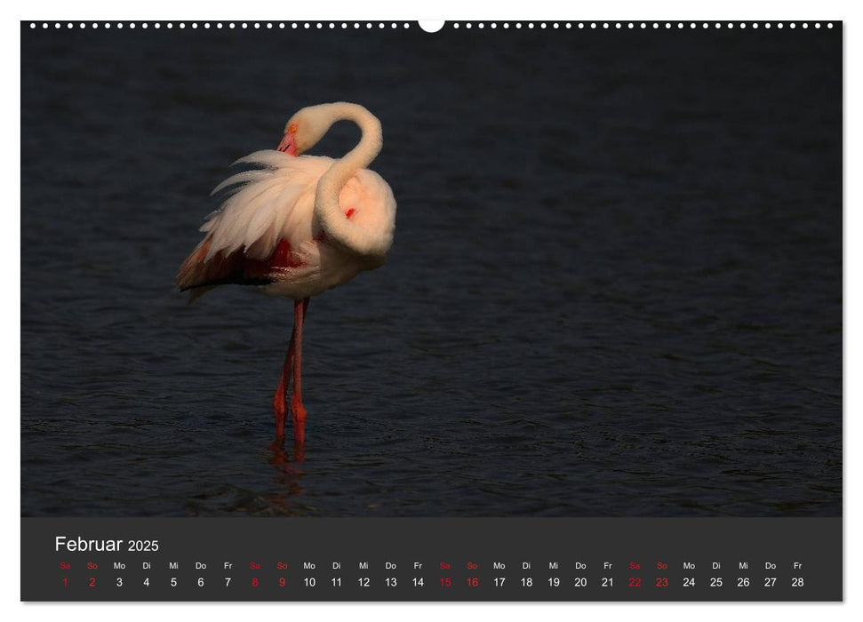 Pretty Flamingo (CALVENDO Premium Wandkalender 2025)