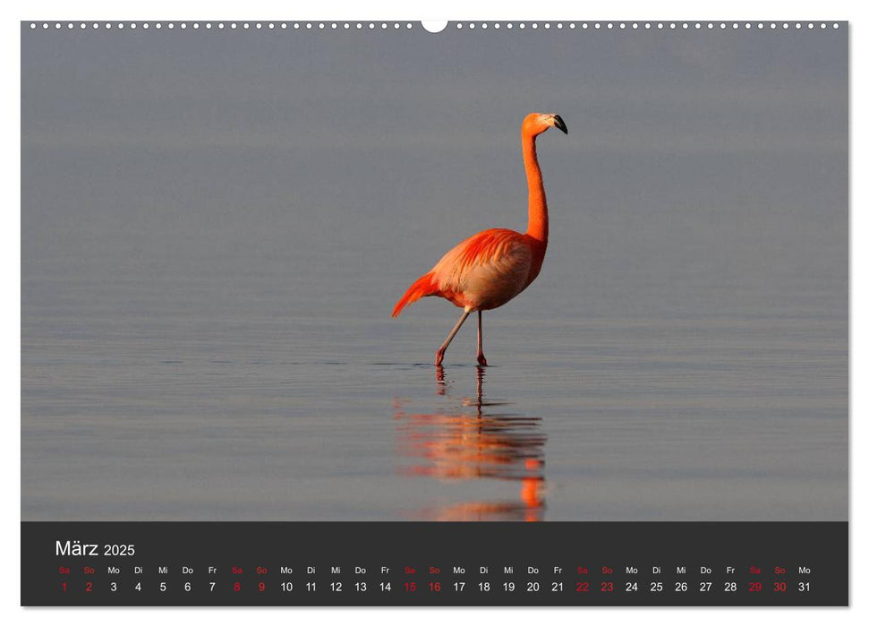 Pretty Flamingo (CALVENDO Premium Wandkalender 2025)