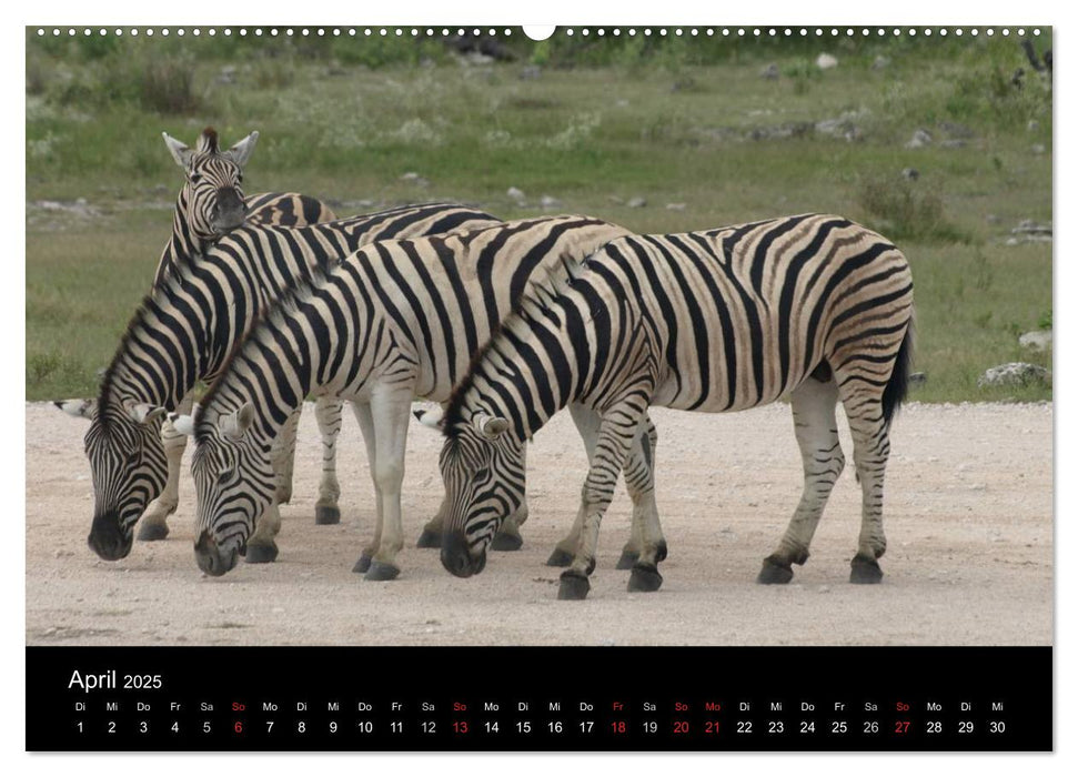 Wüstenzauber Namibia (CALVENDO Premium Wandkalender 2025)