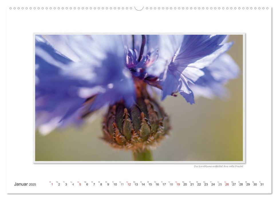 Emotionale Momente: Die Blumenwiese. (CALVENDO Premium Wandkalender 2025)