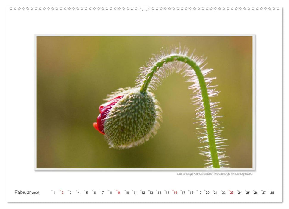 Emotionale Momente: Die Blumenwiese. (CALVENDO Premium Wandkalender 2025)