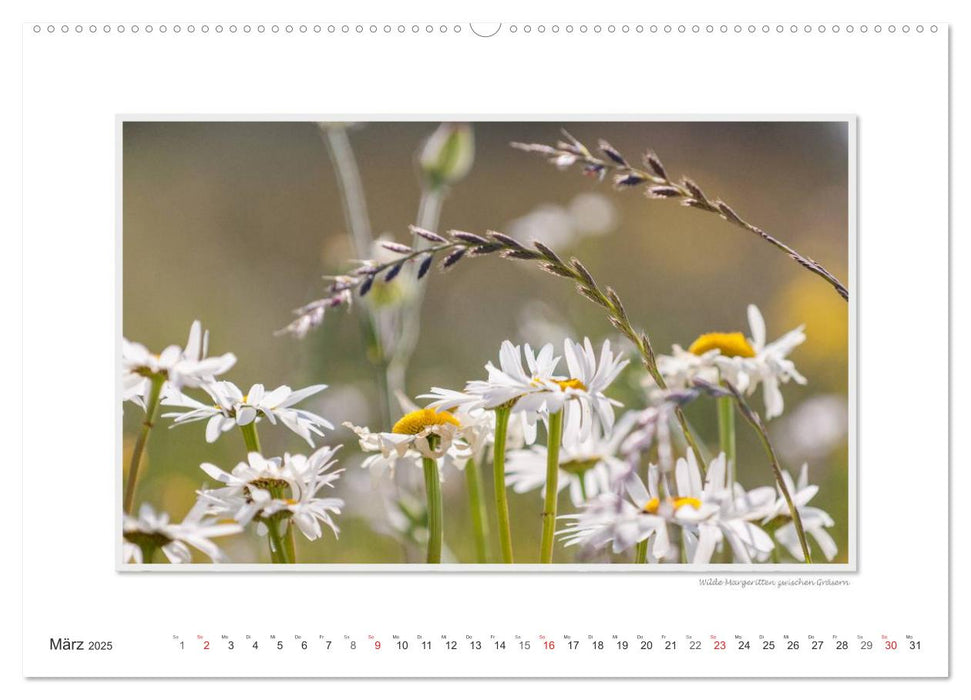 Emotionale Momente: Die Blumenwiese. (CALVENDO Premium Wandkalender 2025)