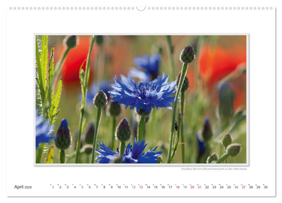 Emotionale Momente: Die Blumenwiese. (CALVENDO Premium Wandkalender 2025)