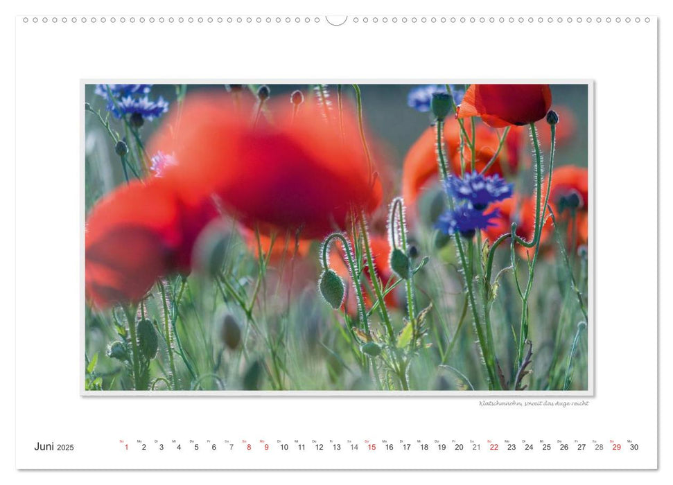 Emotionale Momente: Die Blumenwiese. (CALVENDO Premium Wandkalender 2025)