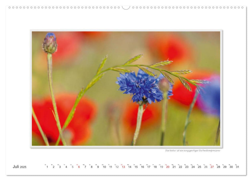 Emotionale Momente: Die Blumenwiese. (CALVENDO Premium Wandkalender 2025)