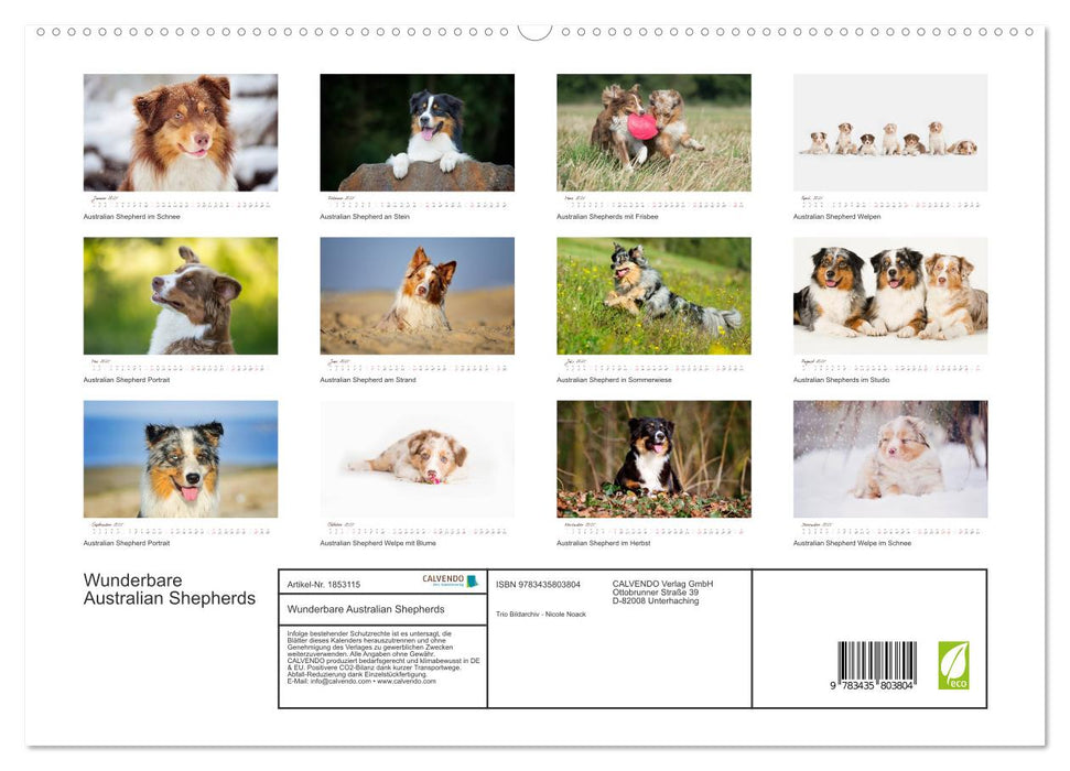 Wunderbare Australian Shepherds (CALVENDO Premium Wandkalender 2025)