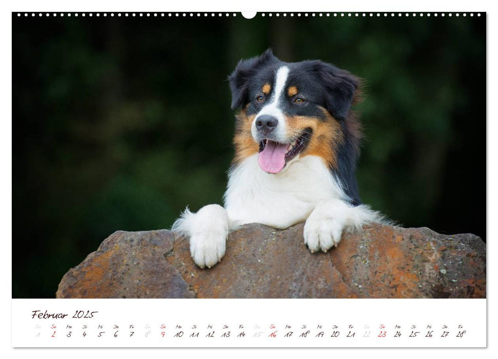 Wunderbare Australian Shepherds (CALVENDO Premium Wandkalender 2025)