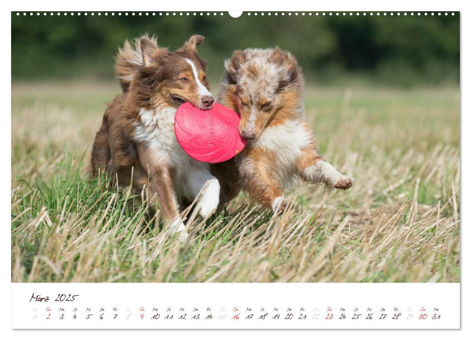 Wunderbare Australian Shepherds (CALVENDO Premium Wandkalender 2025)