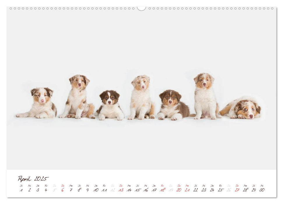 Wunderbare Australian Shepherds (CALVENDO Premium Wandkalender 2025)