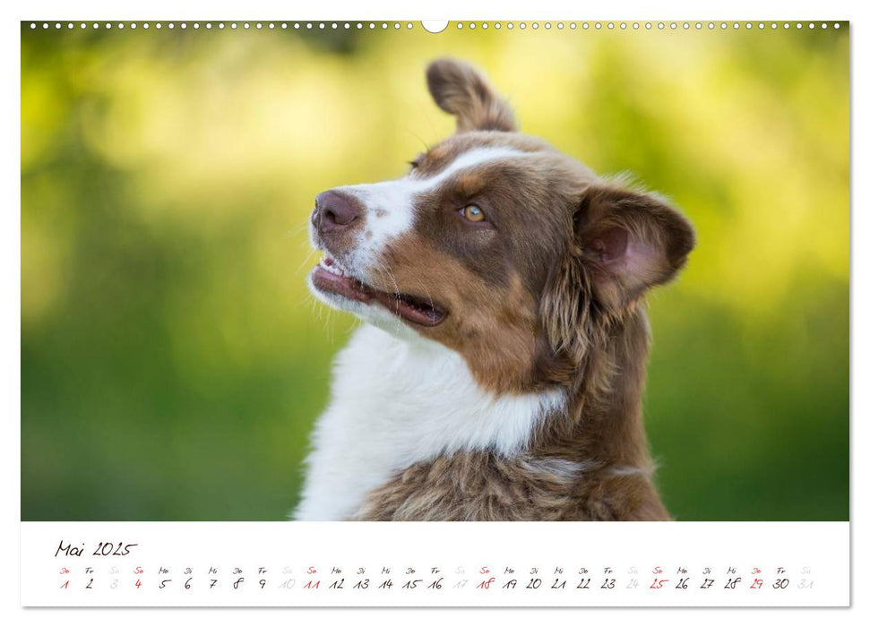 Wunderbare Australian Shepherds (CALVENDO Premium Wandkalender 2025)