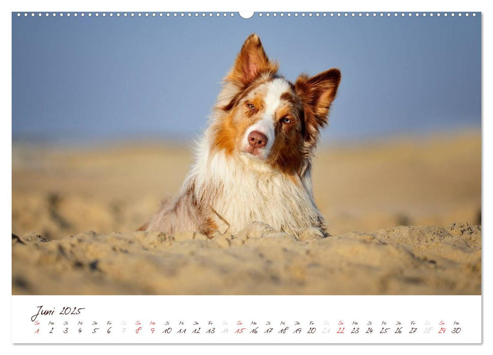 Wunderbare Australian Shepherds (CALVENDO Premium Wandkalender 2025)