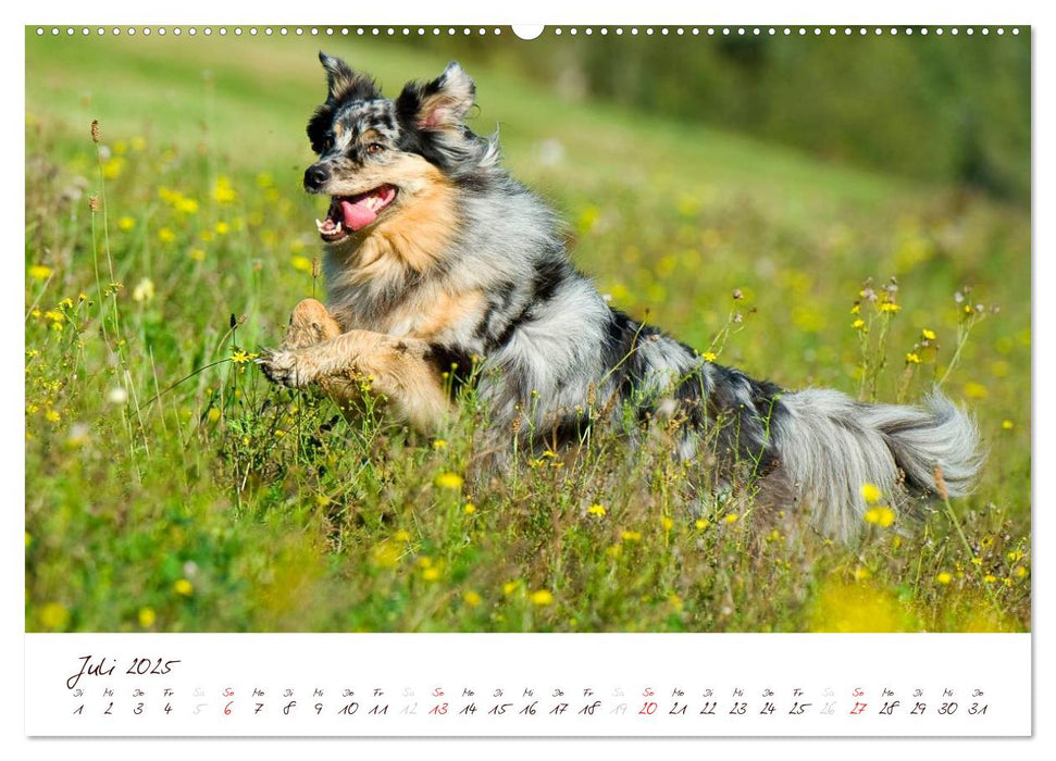 Wunderbare Australian Shepherds (CALVENDO Premium Wandkalender 2025)