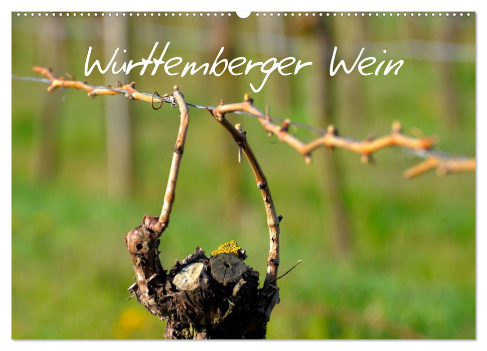 Württemberger Wein 2025 (CALVENDO Wandkalender 2025)