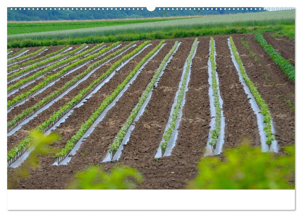 Württemberger Wein 2025 (CALVENDO Wandkalender 2025)