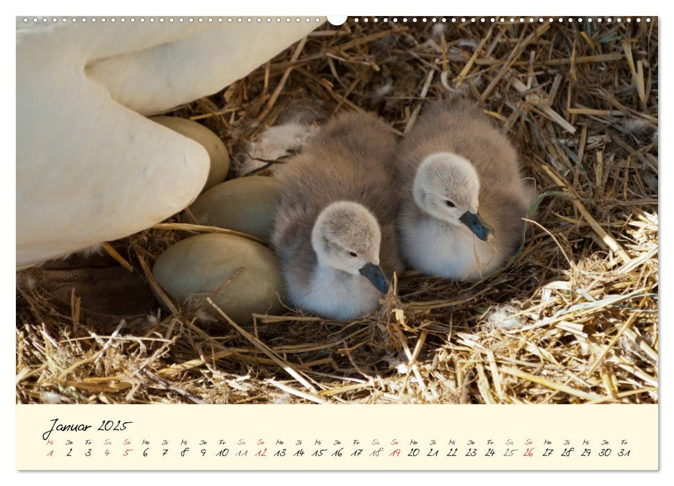 Vom Küken zum stolzen Schwan (CALVENDO Premium Wandkalender 2025)