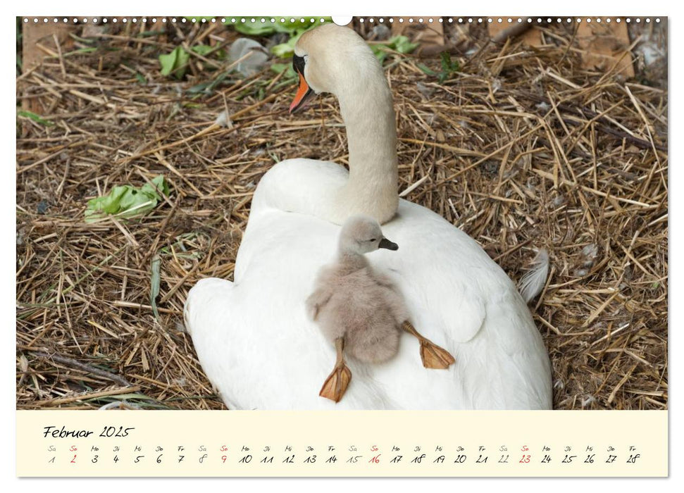 Vom Küken zum stolzen Schwan (CALVENDO Premium Wandkalender 2025)