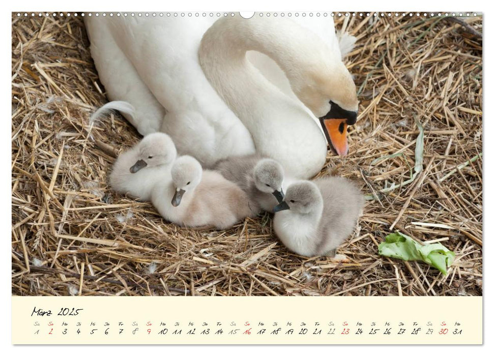 Vom Küken zum stolzen Schwan (CALVENDO Premium Wandkalender 2025)