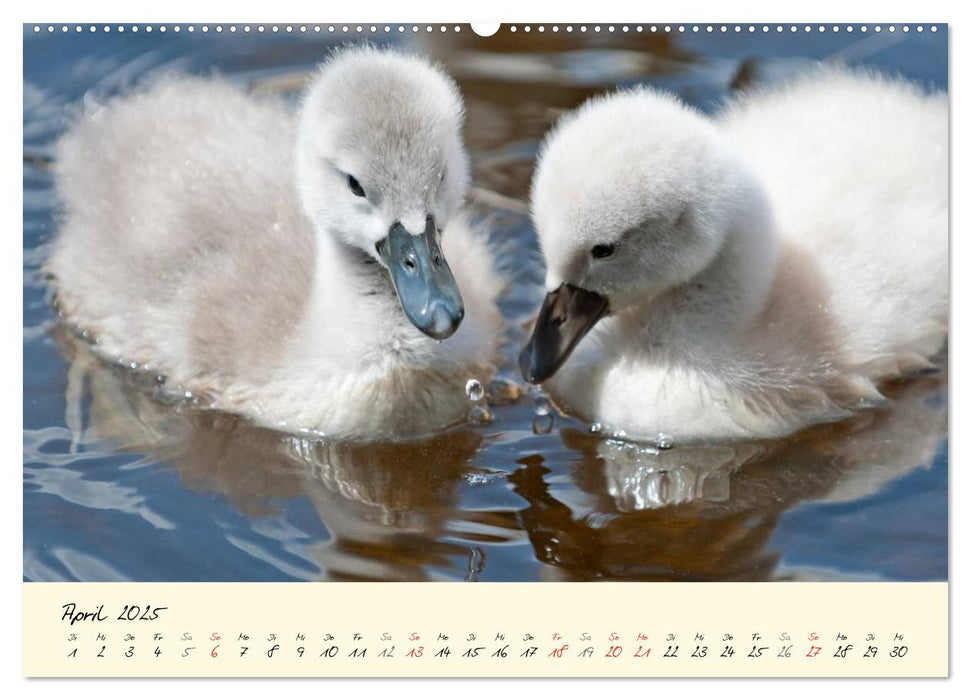 Vom Küken zum stolzen Schwan (CALVENDO Premium Wandkalender 2025)