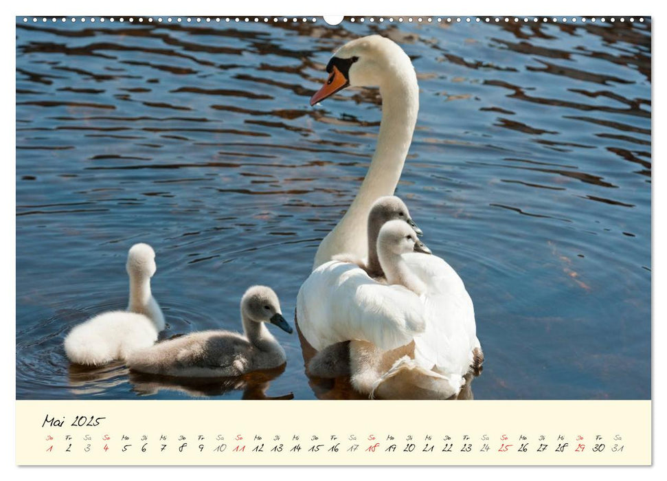 Vom Küken zum stolzen Schwan (CALVENDO Premium Wandkalender 2025)