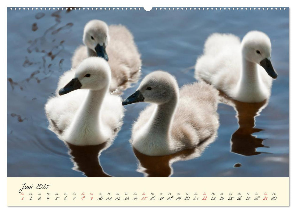 Vom Küken zum stolzen Schwan (CALVENDO Premium Wandkalender 2025)