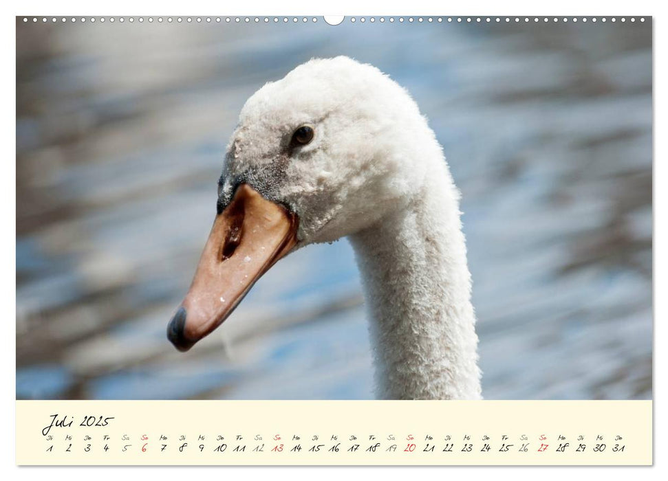 Vom Küken zum stolzen Schwan (CALVENDO Premium Wandkalender 2025)