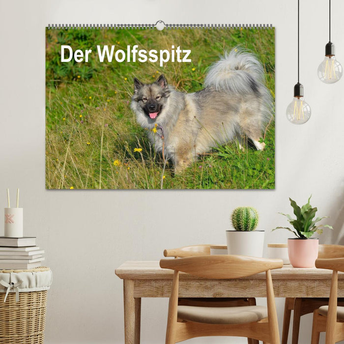 Der Wolfsspitz (CALVENDO Wandkalender 2025)