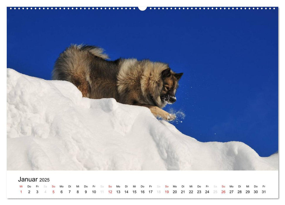 Der Wolfsspitz (CALVENDO Wandkalender 2025)